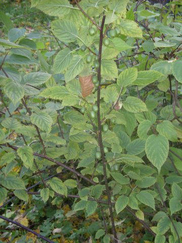 Actinidia kolomikta